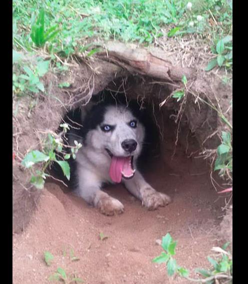 哈士奇趁主人不注意, 在后院挖个洞钻了进去, 这表情还很骄傲嘛!