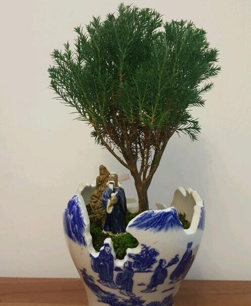 用废酒瓶做了几个花盆,大家看看还有什么要改进的地方