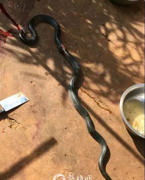 云南一男子将黑色大蛇剁头后烹食发帖晒图问什么蛇