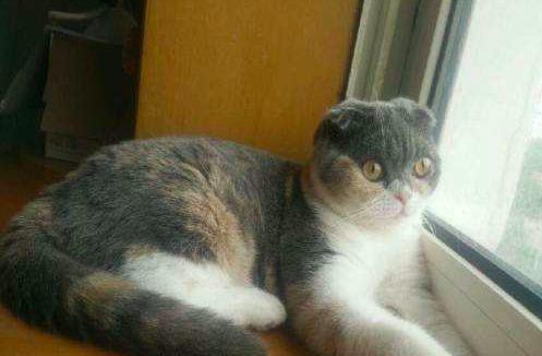 猫星人英短英短三花色三花撒花