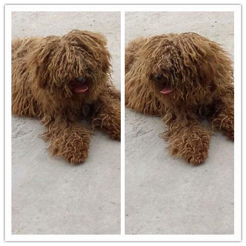 我想说网友还能想到给泰迪剪毛还是不错的,就怕一直不管不顾的.