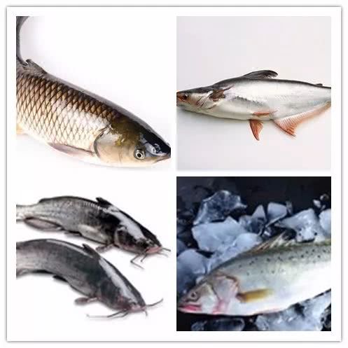 4种鱼类,浓郁多汁的海鲈鱼,无鳞无刺的湄公鱼,口感爽滑的清江鱼,嫩而