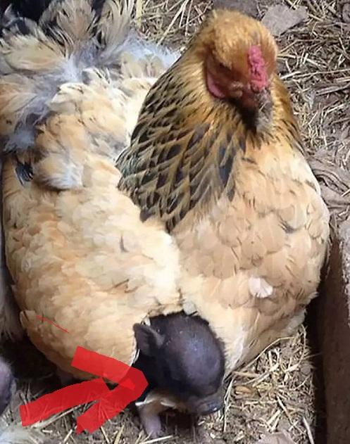 当母鸡的母爱泛滥了,真是一发不可收拾