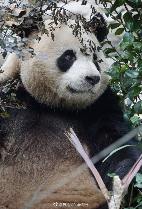 我在一只熊猫身上感受到了man帅酷苏!熊猫里的李泽言本言!