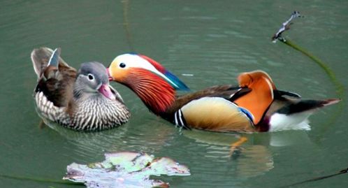 揭秘!80年属猴人:一生感情婚姻纠葛!