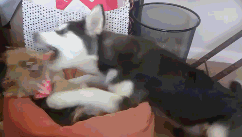 哈士奇强势撩妹霸气十足,只不过这全程傻里傻气的太蠢了吧