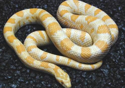 家中出现蛇,请不要乱打,或许那是过世的亲人来报信!