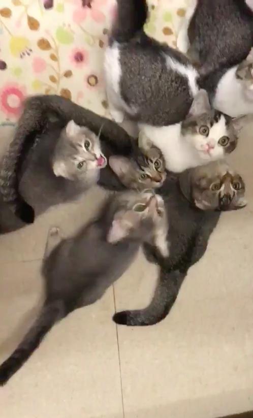 一拿碗出来马上被包围喵皇合力讨饭的声音真的太震撼啦