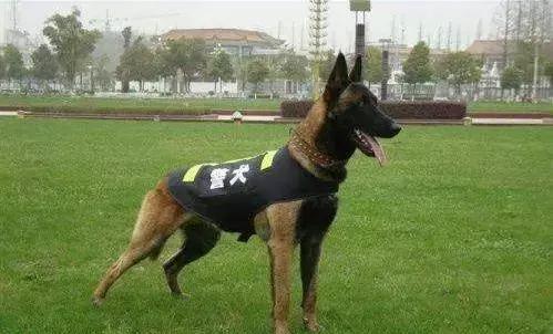 忠诚的守护者中国国内七种常见的警犬
