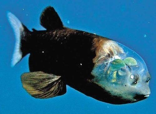 10大怪异的海洋生物,看完真的庆幸平时没有机会看见它们呀!