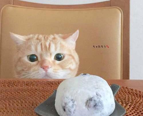 一只贪吃的橘猫,对主人的食物非常感兴趣,表情太可爱!