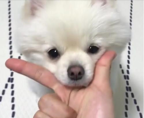 不管主人比出什么手势,小博美只有一个反应,太萌啦!
