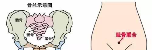 不同孕周宫高的正常值是多少?