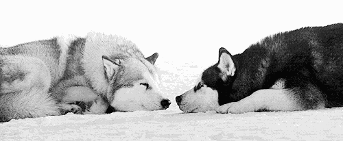为坠入冰窟的科学家送上绳索▽八只雪橇犬带着科考人员在雪地驰骋