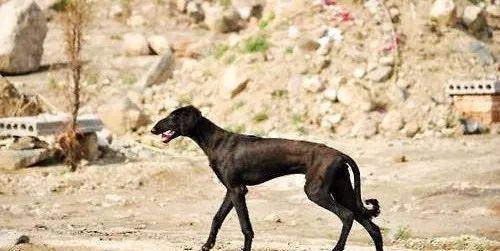 天犬|细犬|二郎神_新浪新闻