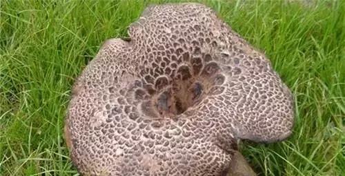 营养价值超高,有多少人吃过|虎掌菌|老鹰|云南_新浪新闻