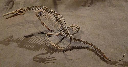 鳄龙:2000万年前长相似鳄鱼的恐龙,可能是恐龙和鳄鱼