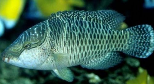 肉质|鱼肉|苏眉鱼_新浪新闻