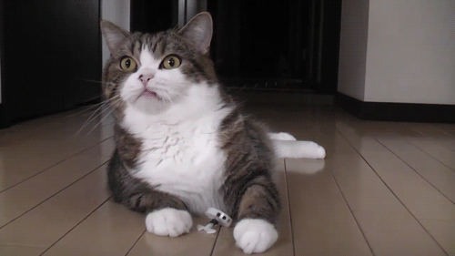 涨知识解读5种会说话的猫尾巴你读懂了几种