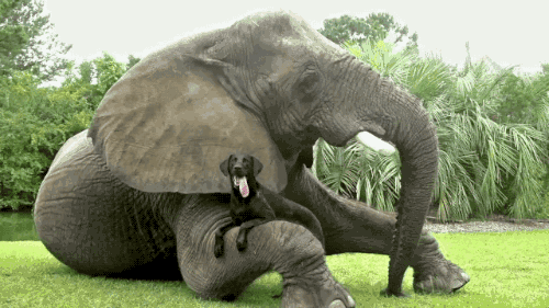 500_281gif 动态图 动图