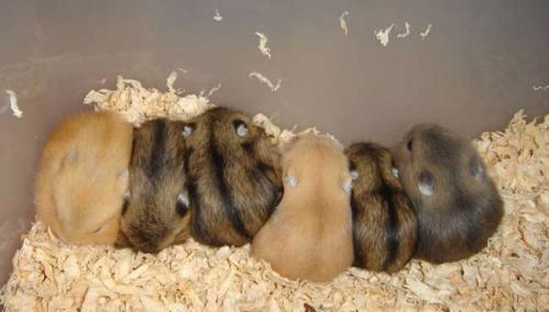 一线仓鼠与三线仓鼠的6大区别有哪些?