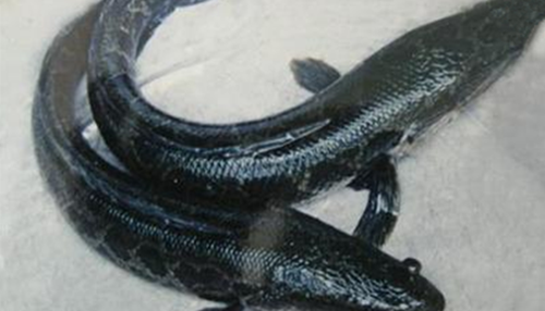 国外遭到人人厌恶的黑鱼,国内网友表示:没有开发吃货智商!