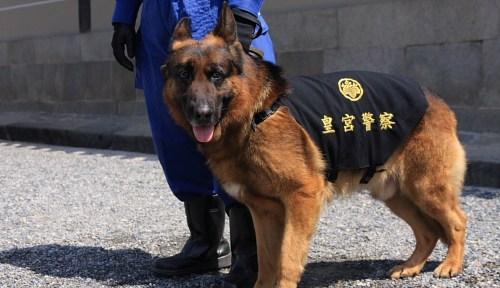 来了解下保卫日本天皇的警犬是什么样的