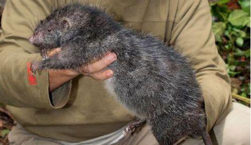 明朝万历年间,国家粮库发现一只巨型老鼠,后被巨猫咬死!