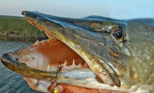 钓大型掠食鱼, 尖利牙齿的"梭子鱼"钓法, 学会技巧保你大获全胜