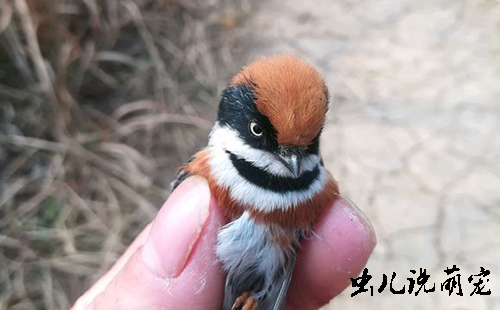网友在手里拿着这只小鸟,女友给拍了几张照片,还别说这小鸟还真挺漂亮