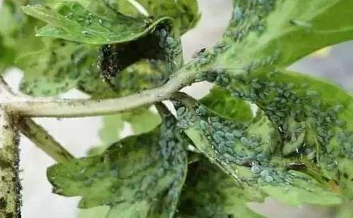 用棉球直接蘸点食醋,然后涂抹到有虫害的植株上,能使蚧壳虫,红蜘蛛