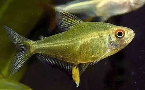 鱼,体长20厘米,遇险将喷射出长达3米的火焰|喷火|火焰|火鱼_新浪新闻