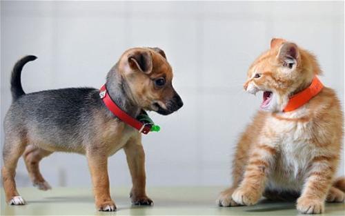 猫和狗究竟谁更聪明? bbc的答案: 狗比猫聪明两倍!