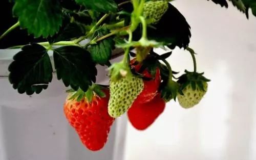 吃剩的芒果核千万别扔!种在土里立马长出小芒