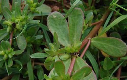 农村不起眼的"马齿苋"药材价值高, 可惜许多人不知道