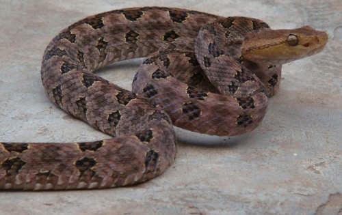 图:眼镜王蛇又称山万蛇,过山峰,大扁颈蛇,大眼镜蛇,大扁头风,扁颈蛇