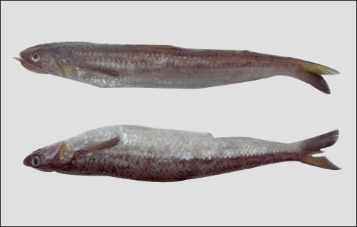 那哥鱼——多齿蛇鲻虎鱼——栉鰕虎鱼鳞箭黄鳝左口——比目鱼,左蝶鱼