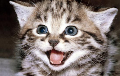 猫吃鸡胸肉流眼泪,猫吃到肉类不停流眼泪