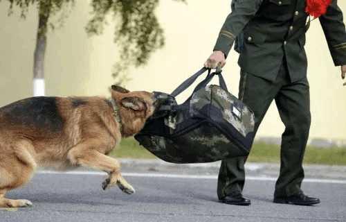 寻血猎犬是世界上最古老的嗅觉犬,血统非常纯正,最为神奇的是他们能