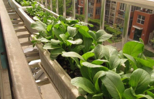 阳台小菜园常见的阳台种菜方式