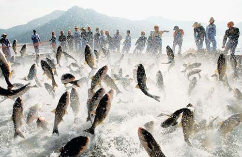 科普:鲤鱼为什么喜欢跃出水面?有时能跃出水面