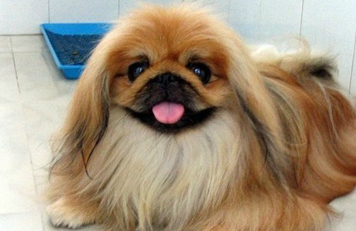 你别看京巴毛发很蓬松,其实纯种京巴500_325