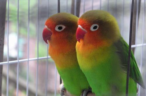 你的鹦鹉,喂对了吗?