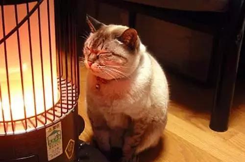 爱蹭热度的猫咪们表情是这样子的