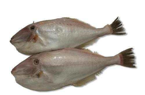 干货,剥皮鱼的营养价值及食用禁忌|剥皮|鱼|食品_新浪新闻