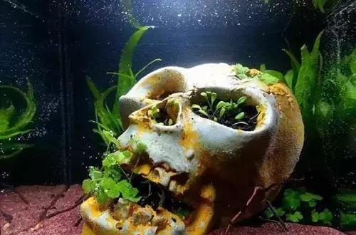 鱼缸的另类艺术骷髅造景吓死了胆小勿进