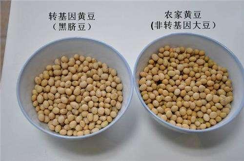 美国人吃不吃转基因食品,转基因食品真的那么恐怖?