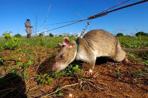对全球贡献最大的老鼠,20分钟嗅出地雷,训练一只超4万元