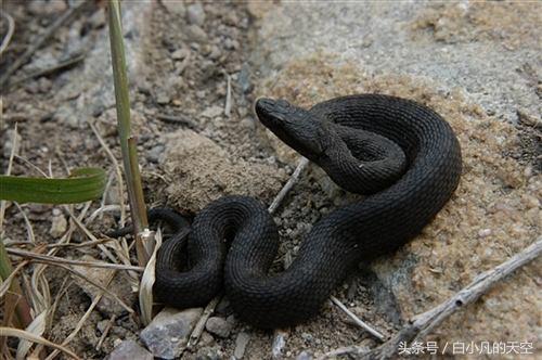 雷雨之夜两条大蛇游入村落见人扑杀