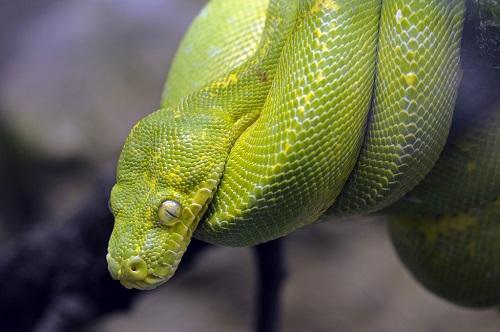 绿树蟒|绿树|蟒蛇|体色_新浪新闻